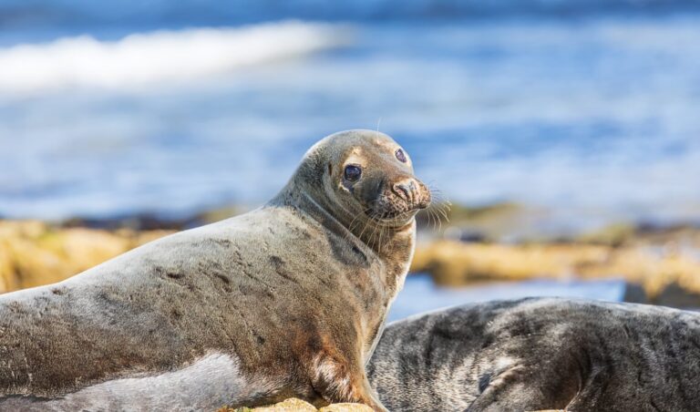 Portrait of a seal on the seashore of the North Sea. Northumberland. UK